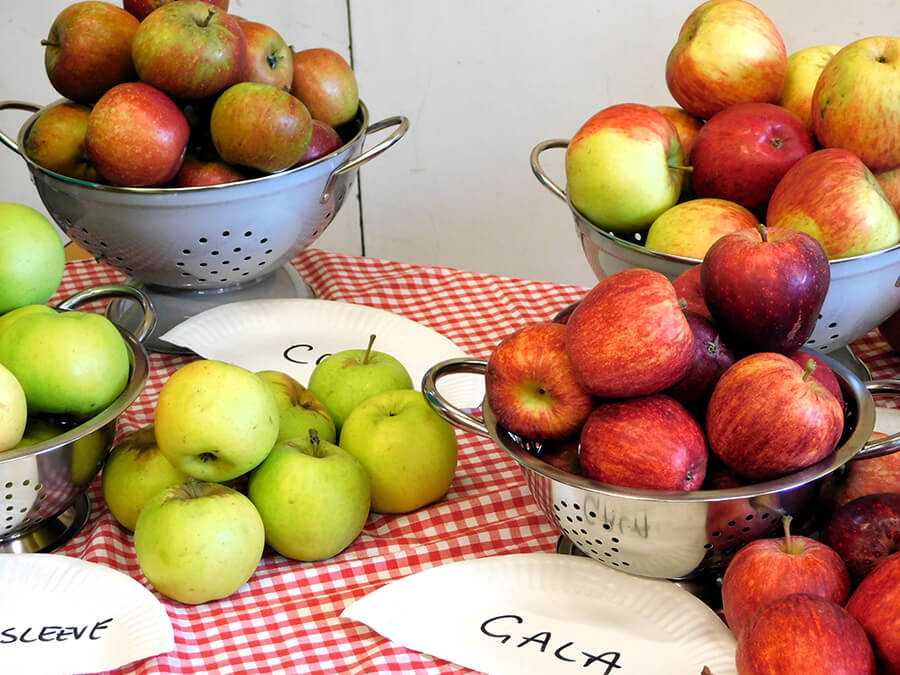 What you get for Free  We love to give things away for free in order to help engage the community and connect them with the delicious goodness of food. We have a number of free things that are part of this year’s Fenland Food Festival including live music, free samples, tastings and more